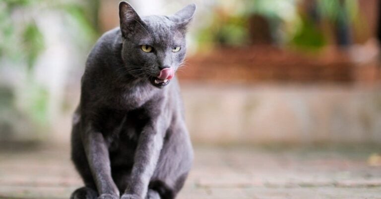 Korat licking its mouth