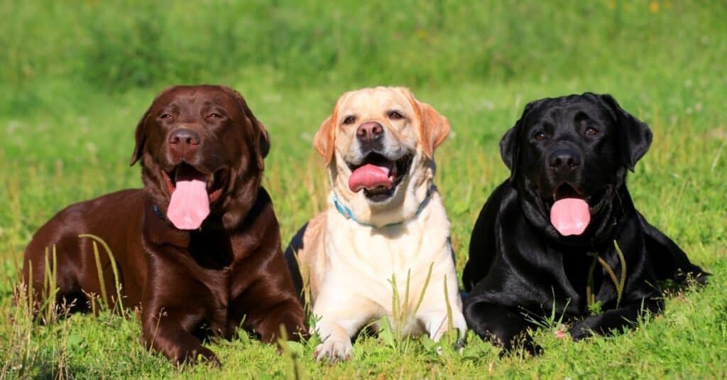 Types of Retriever Dogs