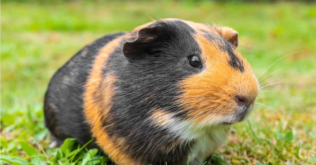 Largest Guinea Pig