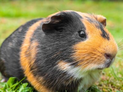 A Discover The Largest Guinea Pig Ever