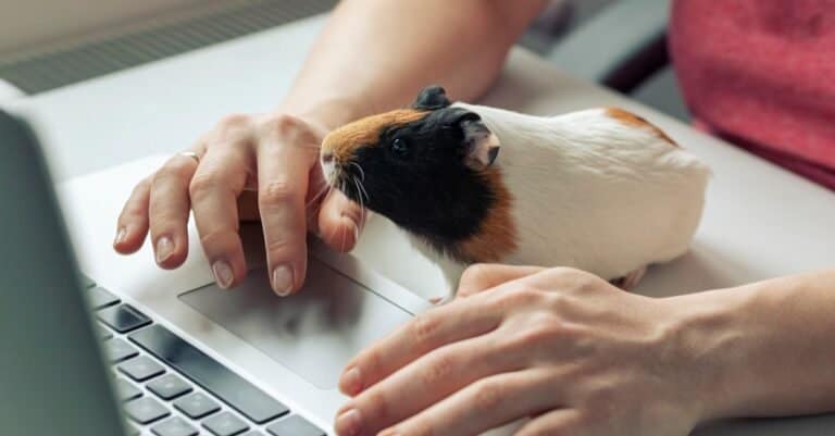 Places to adopt Guinea Pigs