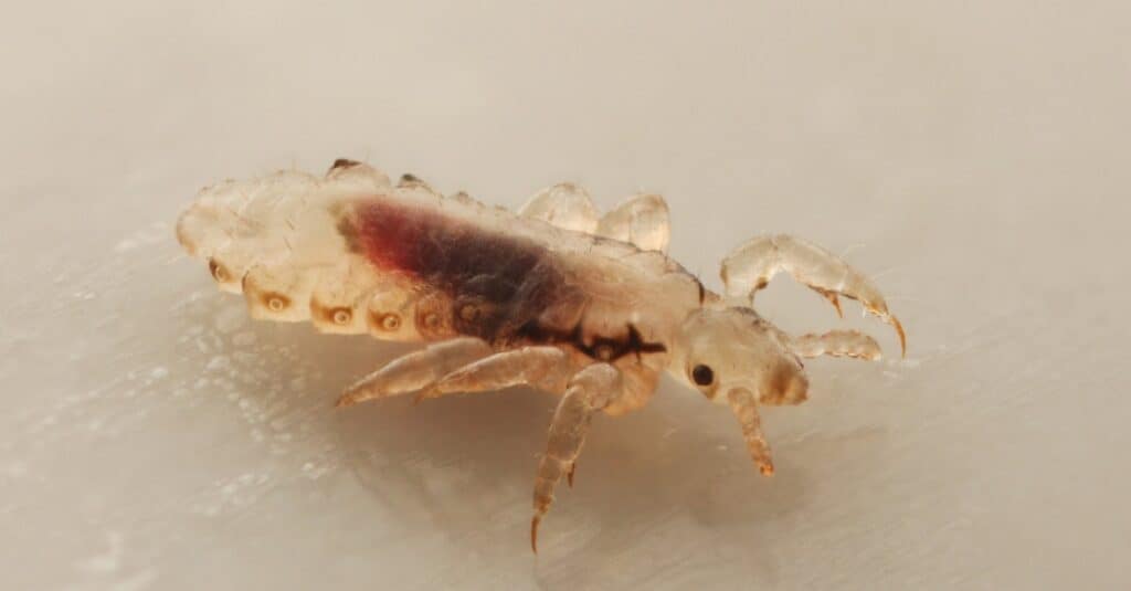 Bugs That Look Like Lice, But Are Not - AZ Animals