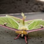 The Luna moth has an average lifespan of no more than one week. 