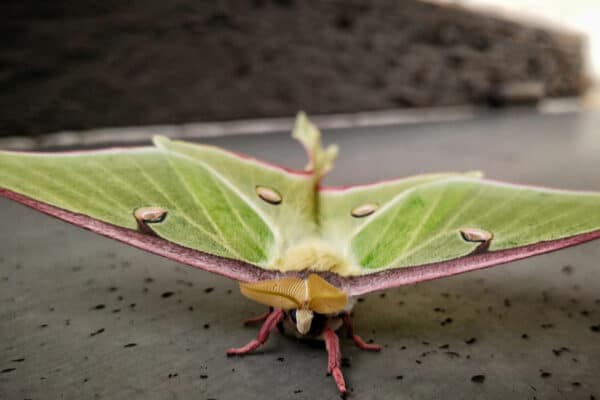 The Luna moth has an average lifespan of no more than one week. 