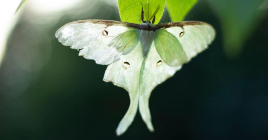 translucent Luna Moth