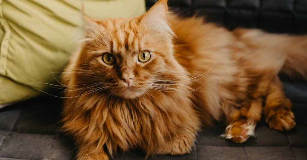 Maine Coon laying on couch looking at camera