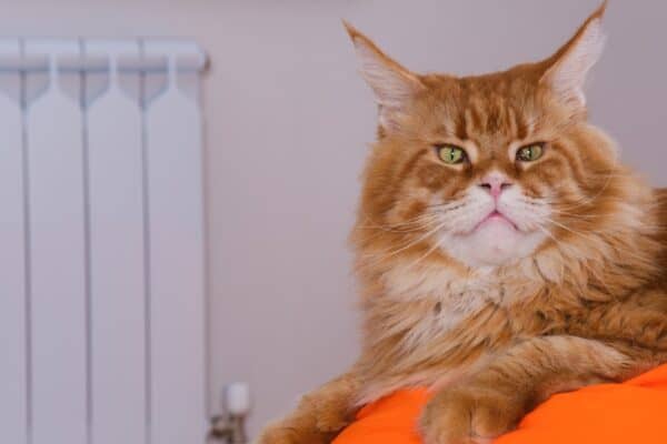 The largest Maine Coon ever recorded weighed a whopping 33 pounds. 