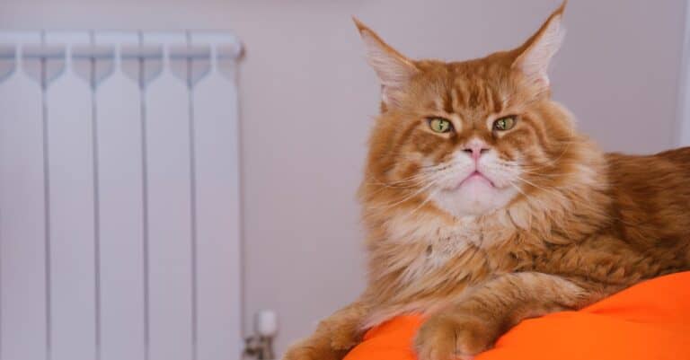 Maine Coon laying on orange bed