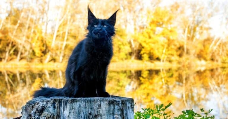Maine Coon sitting on a stump by the water