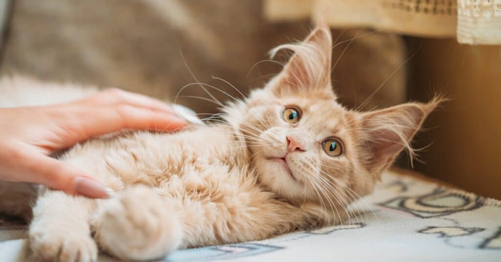 Maine Coon kitten looking up at human