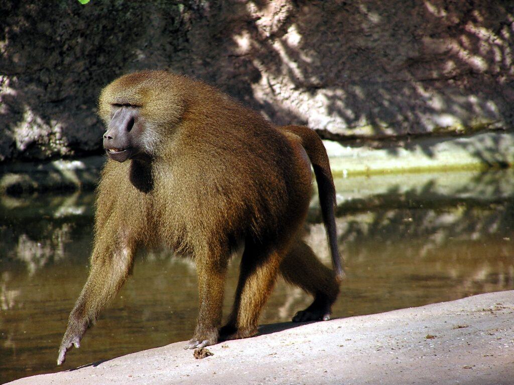 Do Baboons Recognize Gender Equality