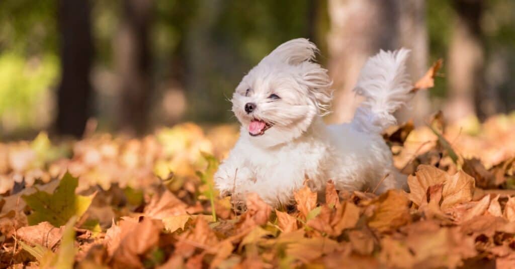 Maltese running through fall leaves