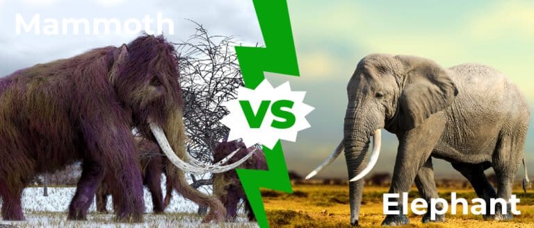 Mammoth vs Elephant 1050x450