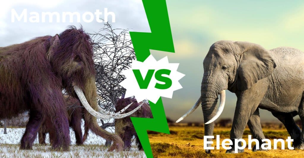 Woolly Mammoth vs Elephant