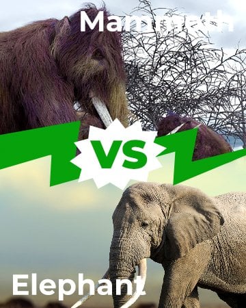 Mammoth vs Elephant 360x450