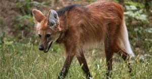 10 Incredible Maned Wolf Facts photo