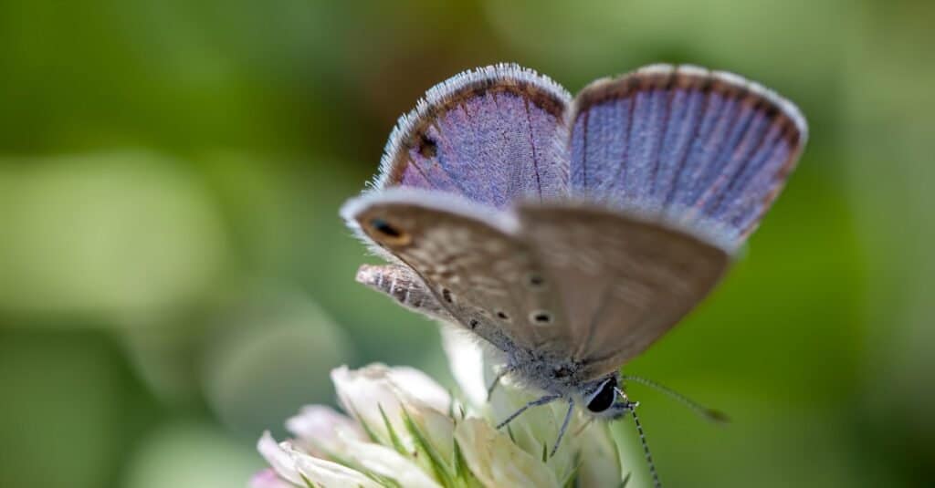 Rarest Butterflies in the World