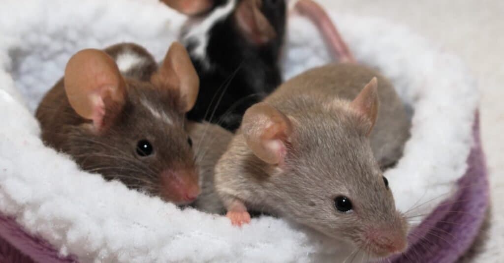 Mouse Lifespan How Long Do Mice Live? AZ Animals