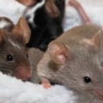 Mice can make wonderful pets for most people. They are clean, friendly, fun, and very active creatures who will give you hours of enjoyment and great company.
