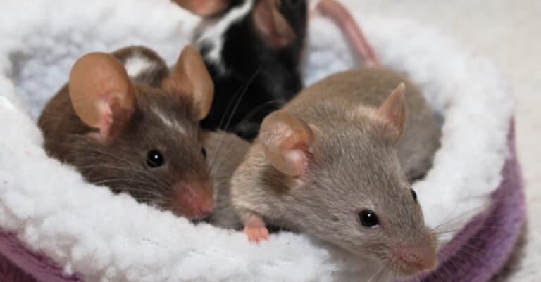 Pet Mice