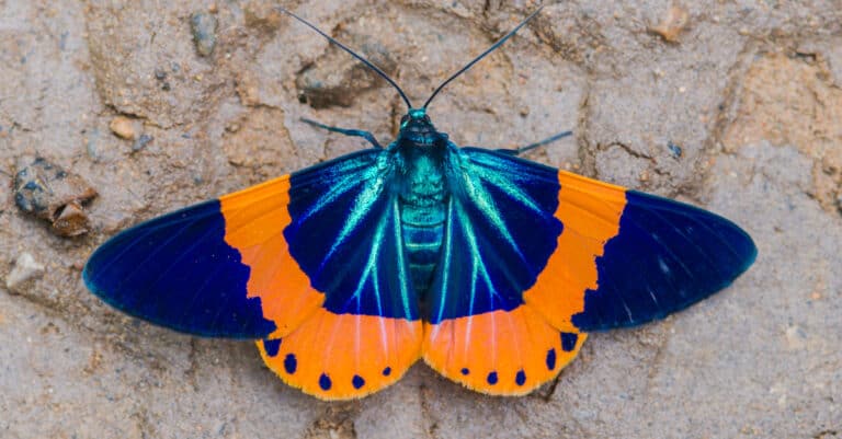 beautiful Milionia Moth on rock