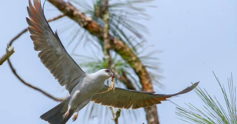 Mississippi kite (Ictinia mississippiensis) flying with brown Cuban anole lizard (Anolis equestris) in its beak and mouth.