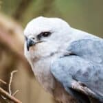 Mississippi Kite
