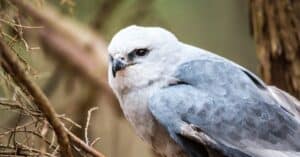 A Mississippi Kite on a post as it searches for food.