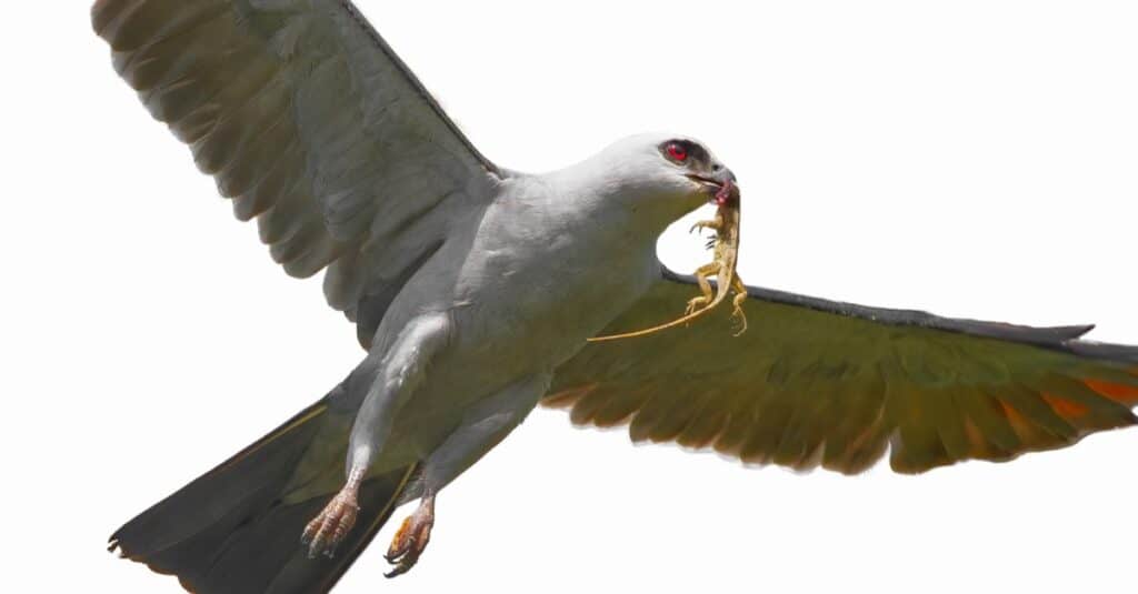 Mississippi Kite isolated on white background.