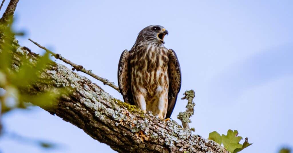 Juvenile Mississippi Kite calling to adult.