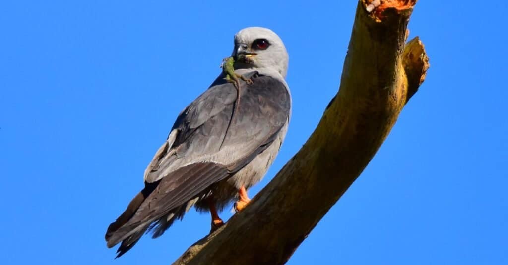 Mississippi kite (Ictinia mississippiensis) perched on tree snag with green anole lizard (Anolis carolinensis) in its beak.