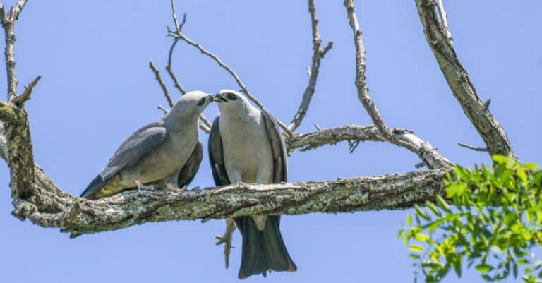 A pair of Mississippi Kite share an insect.