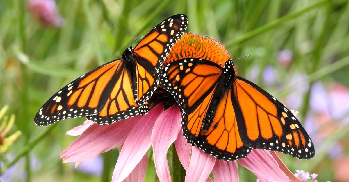 Monarch Butterflies resting on flower