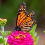 A Monarch butterfly rarely uses its forelegs.