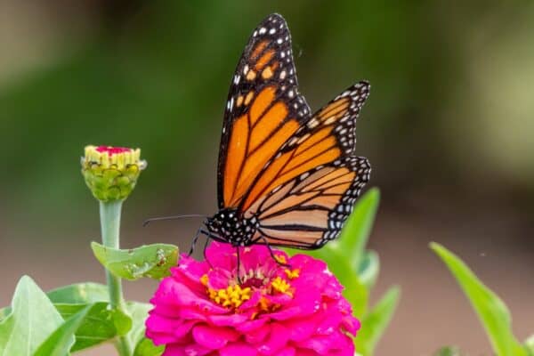 A Monarch butterfly rarely uses its forelegs.