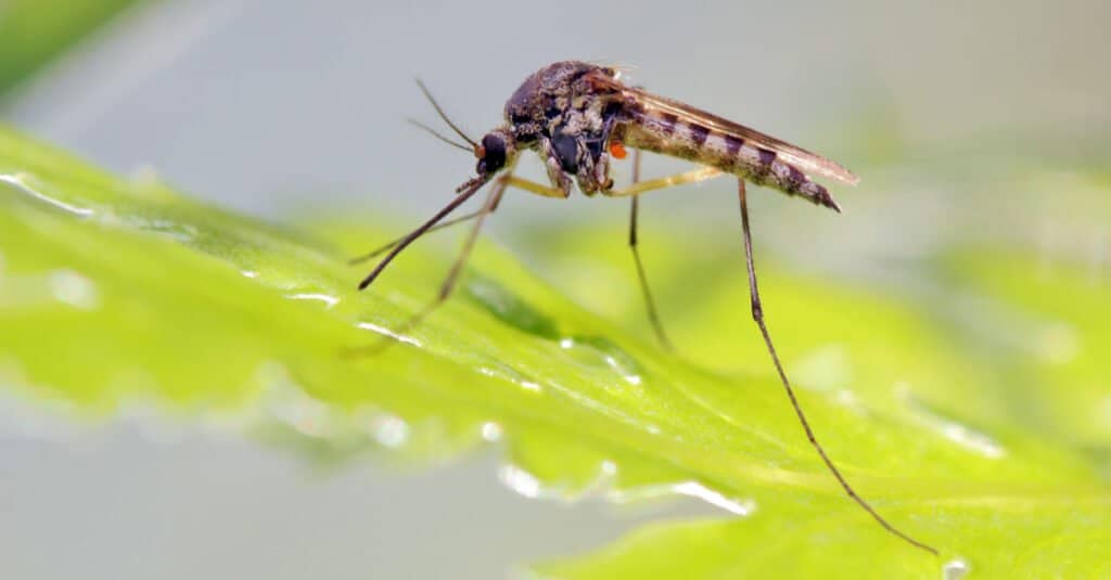 when it comes to no-see-um vs mosquito, mosquitoes have longer legs and needle-like mouthparts