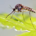 The most dangerous insect of all, the mosquito causes more deaths than any other animal or insect on the planet.