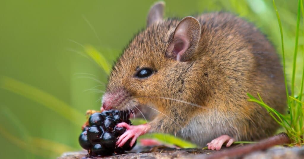 what mice eat the food