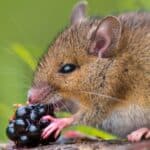 A mouse eating raspberry, sitting on a log. It is very important that mice have a varied diet.