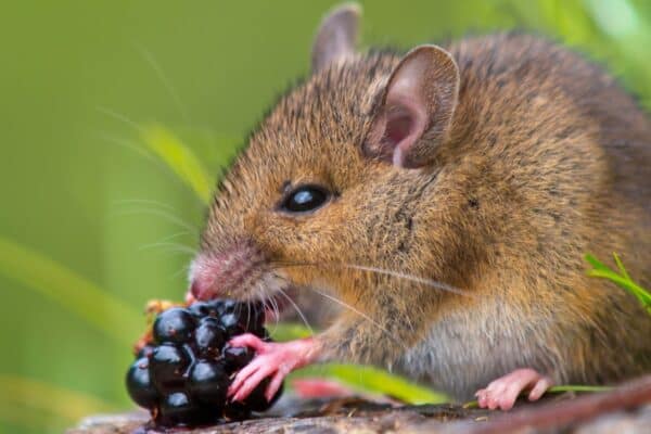 A mouse eating raspberry, sitting on a log. It is very important that mice have a varied diet.