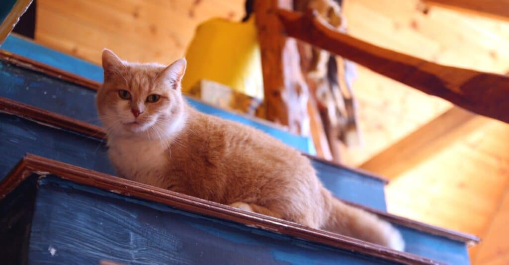 Munchkin Cat sitting on steps