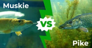 Muskie vs Pike: 5 Key Differences Explained Picture
