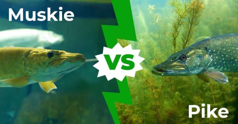 Muskie vs Pike 1200x627