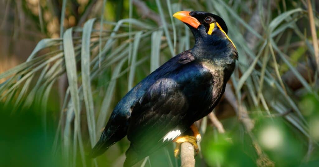 Mynah bird perched, looking to the left