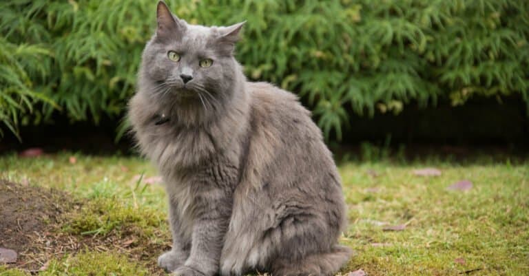 Nebelung sitting outside in grass