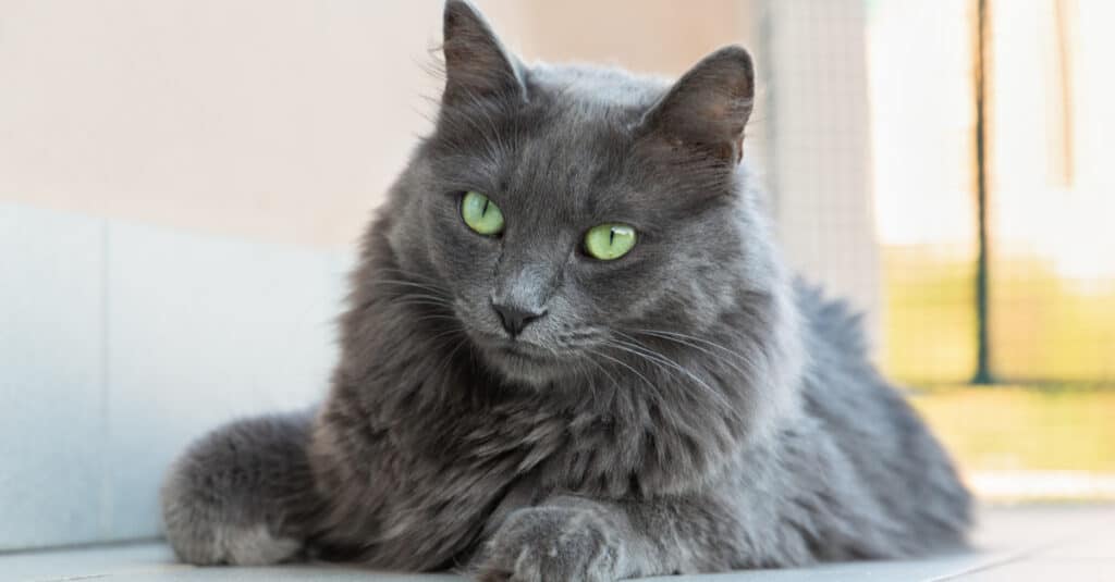 close up of a Nebelung