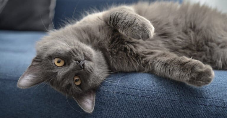 Nebelung laying upside down on couch