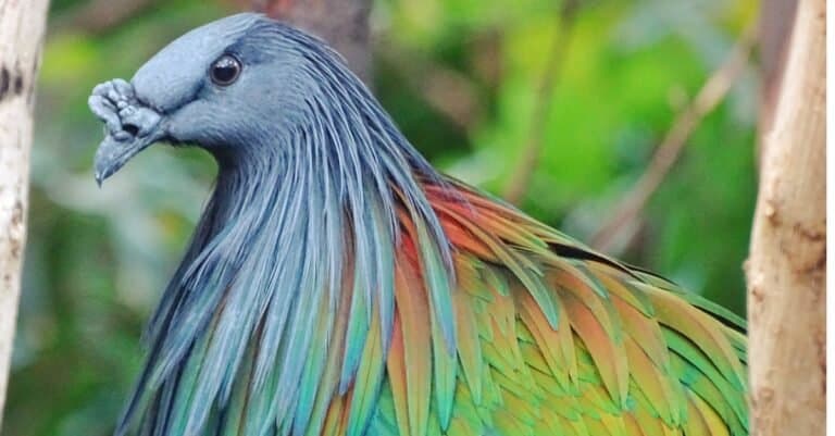 Birds with the most colorful feathers: Nicobar Pigeon