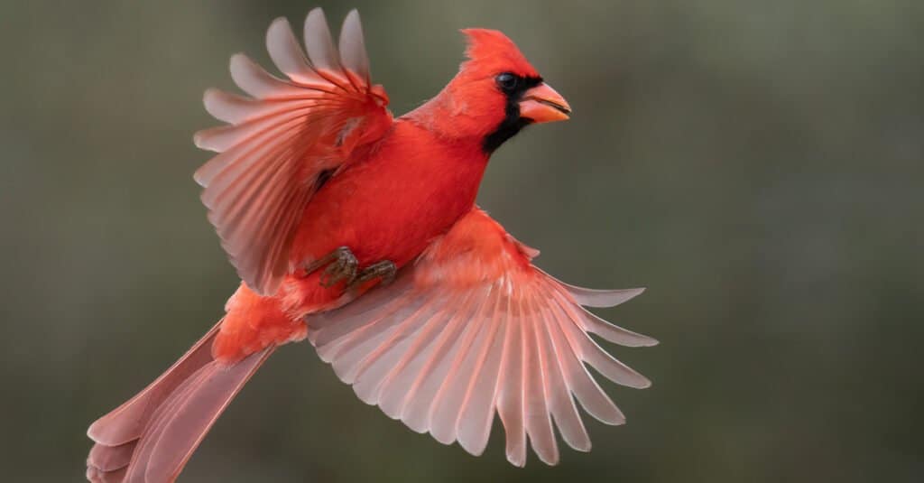 Northern cardinal in flight