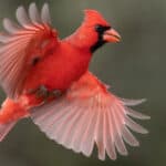 Northern cardinals consume mostly seeds as part of their diet.